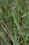 Common blue-eyed grass